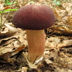 Xanthoconium purpureum